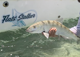 Bonefish