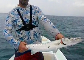 Barracuda